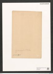 Navicula sp. (de-Toni-Nr.: Genus 1) Zeichnungen Sammlung Grunow (NHMW-BOT-W0368308)